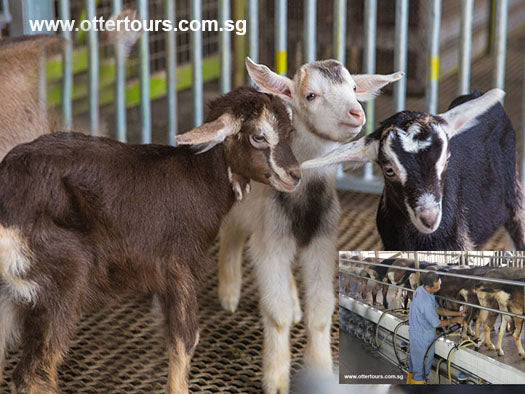 Kranji Countryside Tour with Farm Cafe Lunch and visit to various attractions at Kranji (5hrs)