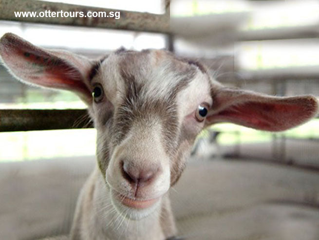 Kranji Countryside Tour with Farm Cafe Lunch and visit to various attractions at Kranji (5hrs)
